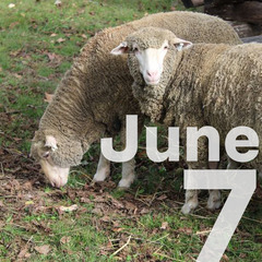 Merino Sheep looking up from grazing and the date June 7